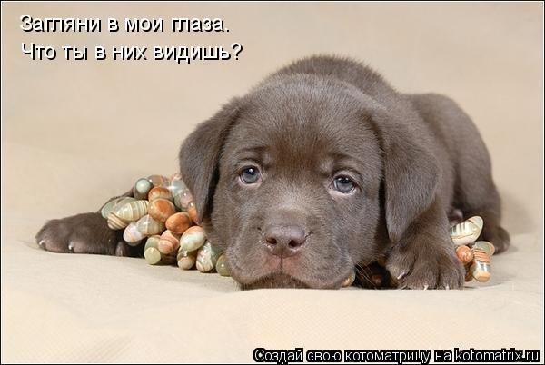 Котоматрица: Загляни в мои глаза. Что ты в них видишь?