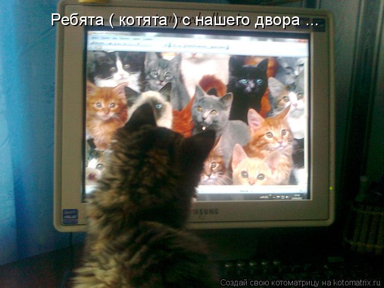 Котоматрица: Ребята ( котята ) с нашего двора ...