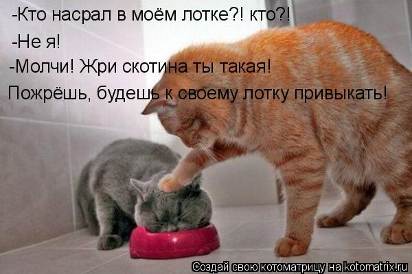 -Кто насрал в моём лотке?! кто?! -Не я! -Молчи! Жри скотина ты такая! Пожрёшь, будешь к своему лотку ... Котоматрица: -Кто насрал в моём лотке?! кто?! -Не я! -Молчи! Жри скотина ты такая! Пожрёшь, будешь к своему лотку привыкать!