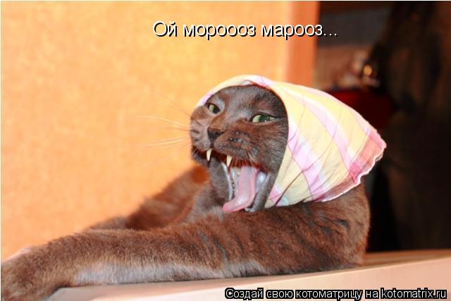 Ой мороооз марооз...... Котоматрица: Ой мороооз марооз...