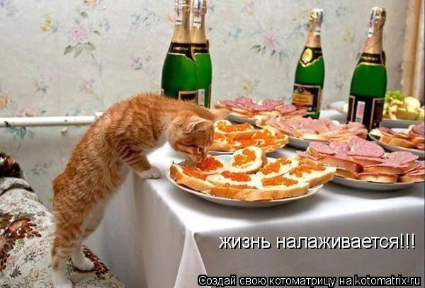 жизнь налаживается!!!... Котоматрица: жизнь налаживается!!!