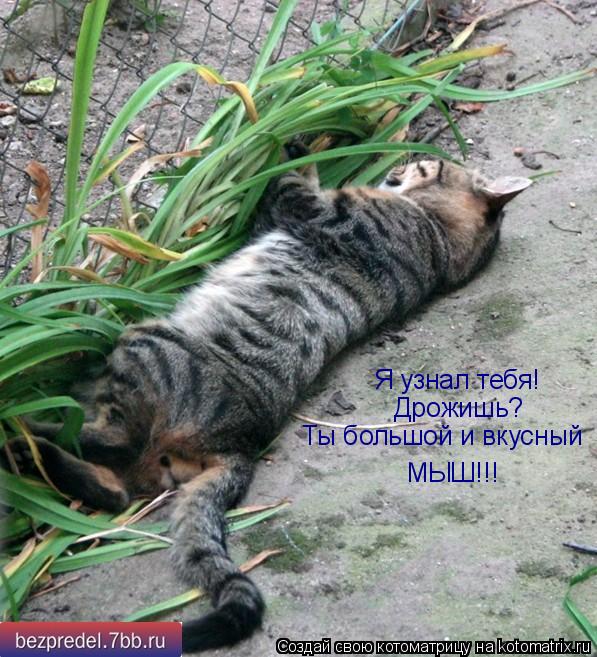 Я узнал тебя! Дрожишь? Ты большой и вкусный МЫШ!!!... Котоматрица: Я узнал тебя! Дрожишь? Ты большой и вкусный МЫШ!!!