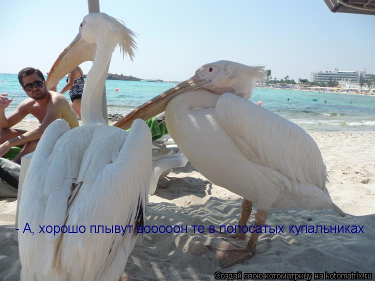 - А, хорошо плывут вооооон те в полосатых купальниках... Котоматрица: - А, хорошо плывут вооооон те в полосатых купальниках