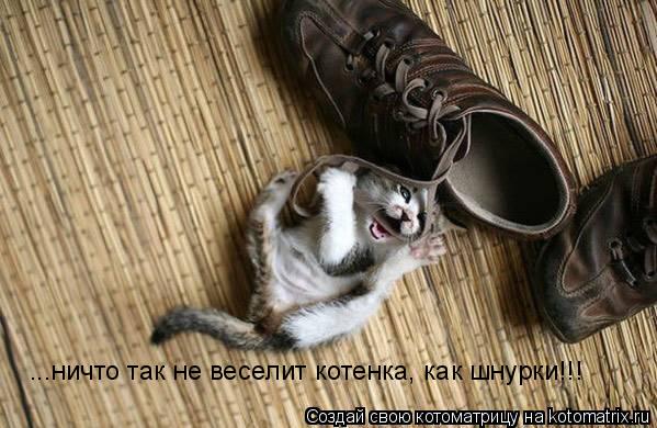 ...ничто так не веселит котенка, как шнурки!!!... Котоматрица: ...ничто так не веселит котенка, как шнурки!!!