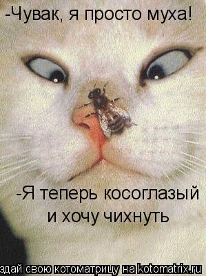 -Чувак, я просто муха! -Я теперь косоглазый и хочу чихнуть... Котоматрица: -Чувак, я просто муха! -Я теперь косоглазый и хочу чихнуть