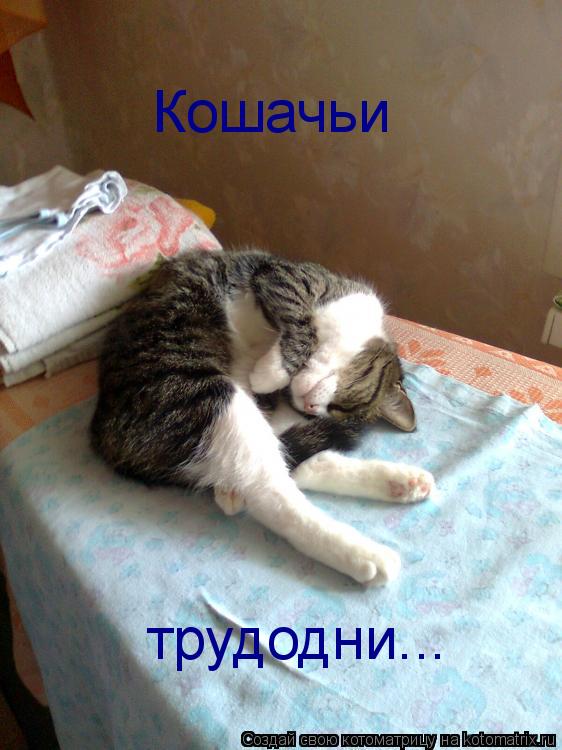 Кошачьи трудодни...... Котоматрица: Кошачьи трудодни...