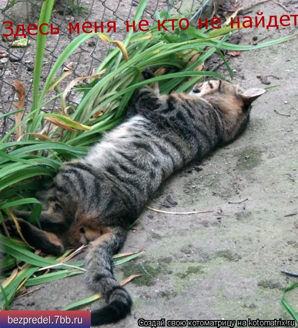 Здесь меня не кто не найдет... Котоматрица: Здесь меня не кто не найдет