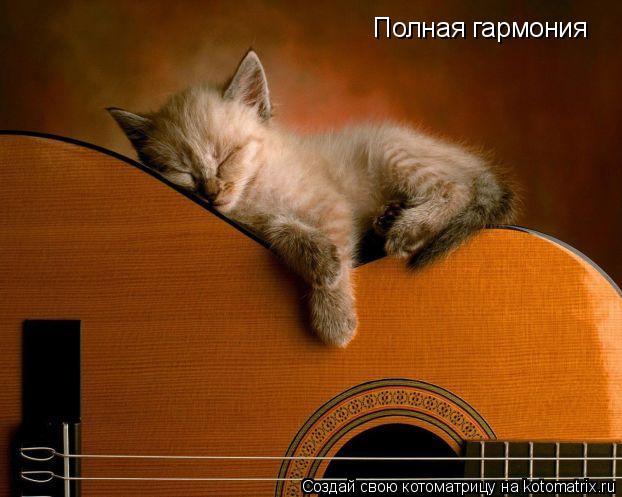 Полная гармония... Котоматрица: Полная гармония