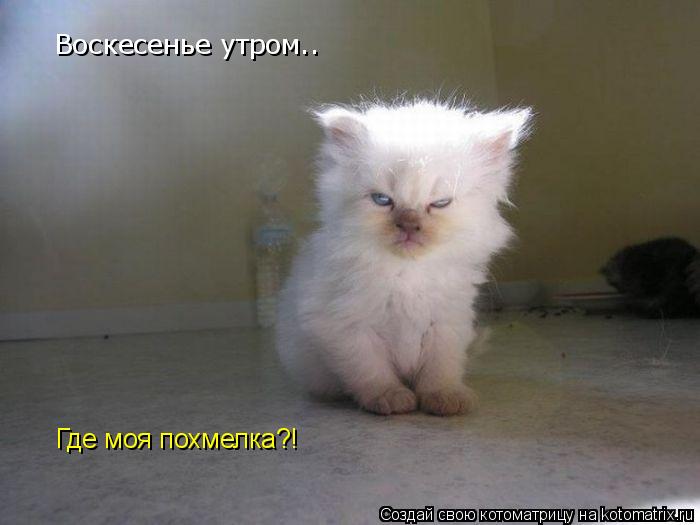 Воскесенье утром.. Где моя похмелка?!... Котоматрица: Воскесенье утром.. Где моя похмелка?!
