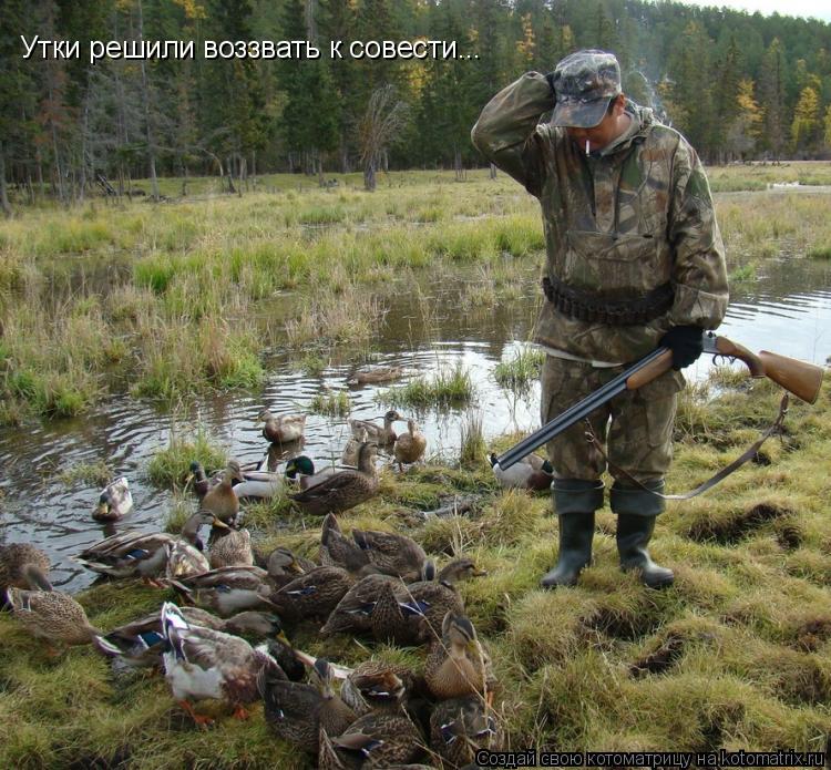 Утки решили воззвать к совести...... Котоматрица: Утки решили воззвать к совести...