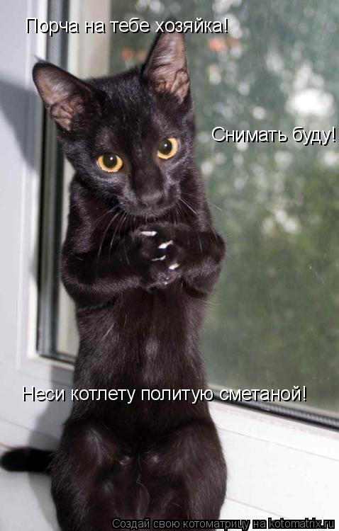 Порча на тебе хозяйка! Снимать буду! Неси котлету политую сметаной!... Котоматрица: Порча на тебе хозяйка! Снимать буду! Неси котлету политую сметаной!