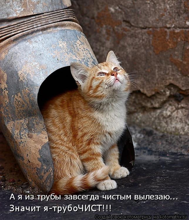 А я из трубы завсегда чистым вылезаю... Значит я-трубоЧИСТ!!!... Котоматрица: А я из трубы завсегда чистым вылезаю... Значит я-трубоЧИСТ!!!