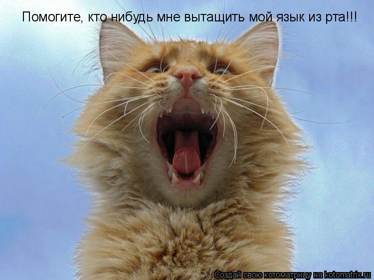 Помогите, кто нибудь мне вытащить мой язык из рта!!!... Котоматрица: Помогите, кто нибудь мне вытащить мой язык из рта!!!