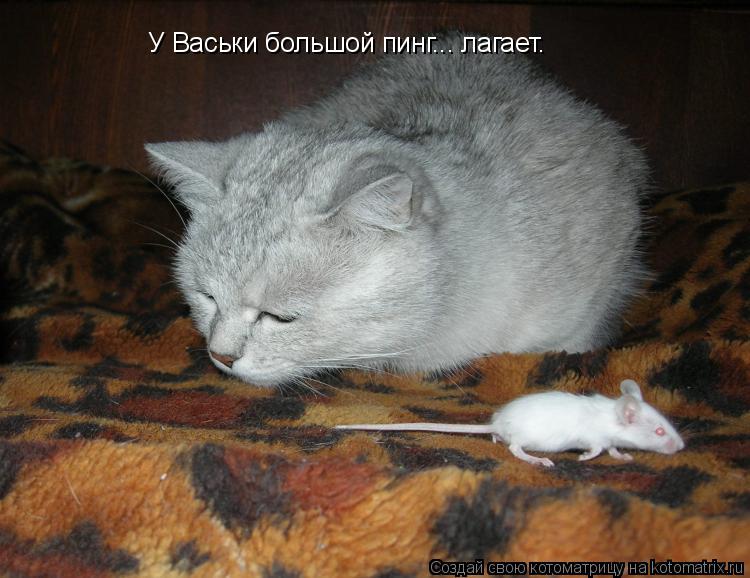 У Васьки большой пинг... лагает.... Котоматрица: У Васьки большой пинг... лагает.