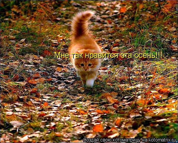 Мне так нравится эта осень!!!... Котоматрица: Мне так нравится эта осень!!!
