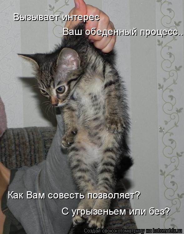 Ваш обеденный процесс... Как Вам совесть позволяет? С угрызеньем или без? Вызывает интерес... Котоматрица: Ваш обеденный процесс... Как Вам совесть позволяет? С угрызеньем или без? Вызывает интерес