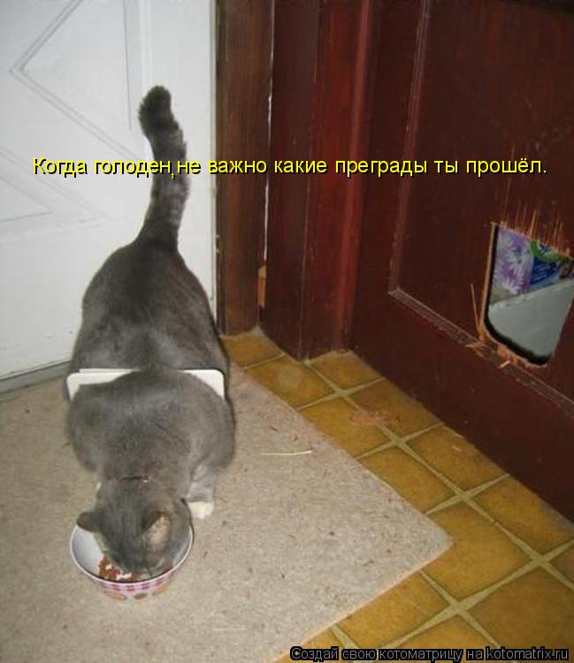 Когда голоден не важно какие преграды ты прошёл. ,... Котоматрица: Когда голоден не важно какие преграды ты прошёл. ,