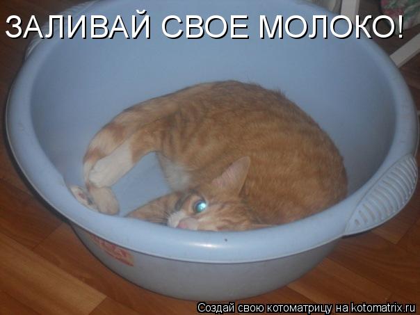 ЗАЛИВАЙ СВОЕ МОЛОКО!... Котоматрица: ЗАЛИВАЙ СВОЕ МОЛОКО!
