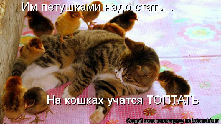 Им петушками надо стать... На кошках учатся ТОПТАТЬ... Котоматрица: Им петушками надо стать... На кошках учатся ТОПТАТЬ