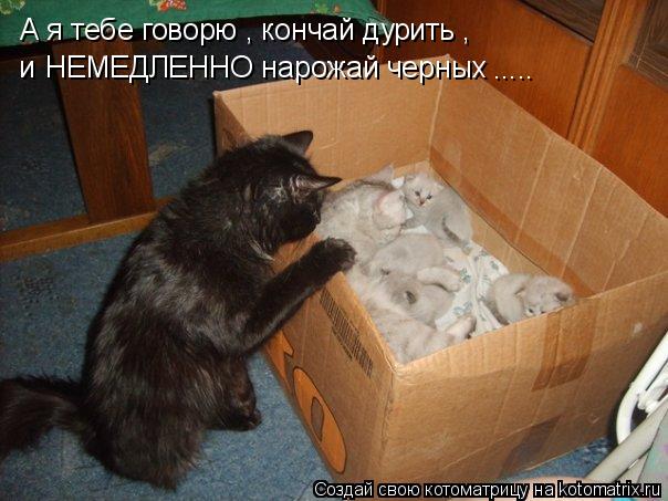 А я тебе говорю , кончай дурить , и НЕМЕДЛЕННО нарожай черных ........ Котоматрица: А я тебе говорю , кончай дурить , и НЕМЕДЛЕННО нарожай черных .....