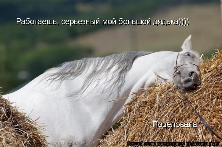 Котоматрица: Работаешь, серьезный мой большой дядька)))) Поцеловала