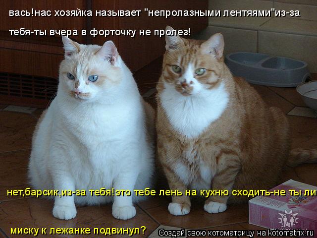Котоматрица: вась!нас хозяйка называет "непролазными лентяями"из-за  тебя-ты вчера в форточку не пролез! нет,барсик,из-за тебя!это тебе лень на кухню сход