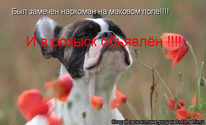 Котоматрица: Был замечен наркоман на маковом поле!!!! И в розыск обьявлён !!!!