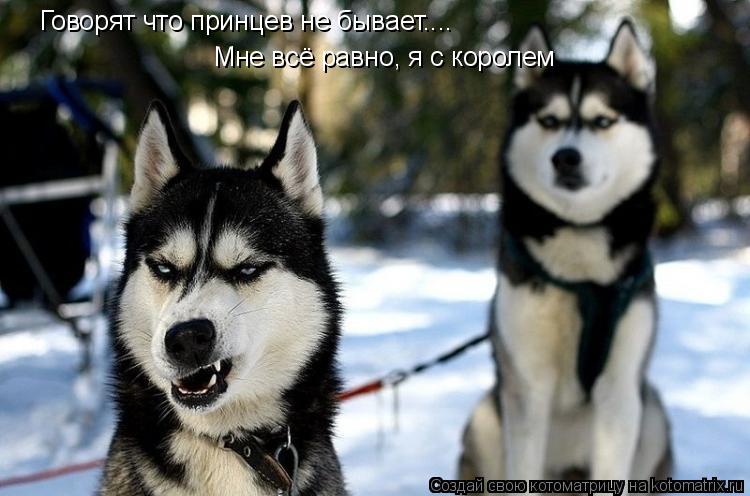 Котоматрица: Говорят что принцев не бывает.... Мне всё равно, я с королем