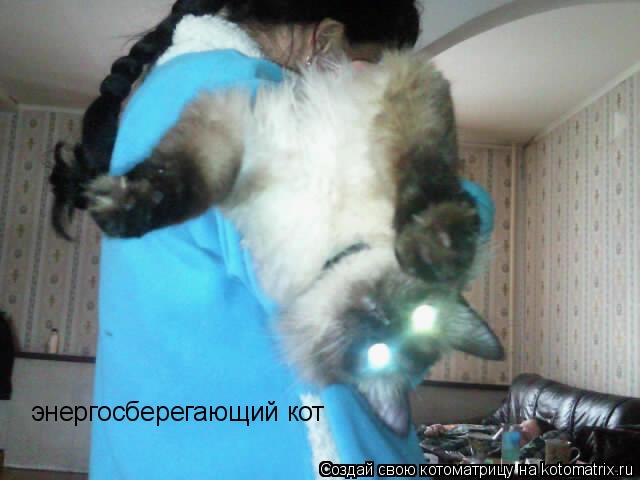 энергосберегающий кот... Котоматрица: энергосберегающий кот