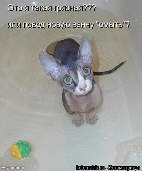-Это я такая грязная??? или повод новую ванну "омыть"?... Котоматрица: -Это я такая грязная??? или повод новую ванну "омыть"?