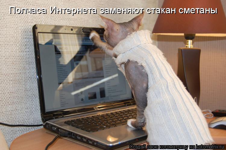 Котоматрица: Полчаса Интернета заменяют стакан сметаны