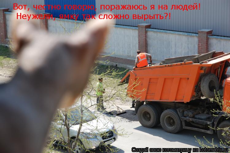 Котоматрица: Вот, честно говорю, поражаюсь я на людей! Неужели, ямку так сложно вырыть?!