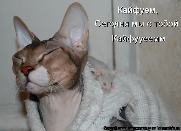 Котоматрица: Сегодня мы с тобой Кайфууеемм Кайфуем,
