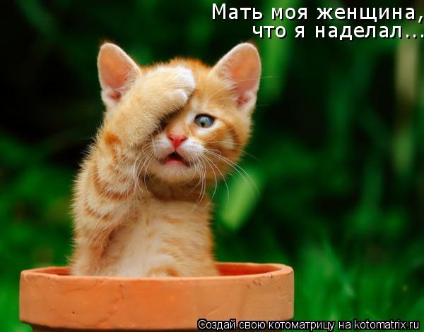 Котоматрица: Мать моя женщина, что я наделал...