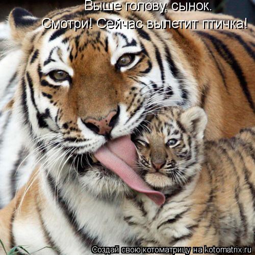 Смотри! Сейчас вылетит птичка! Выше голову, сынок.... Котоматрица: Смотри! Сейчас вылетит птичка! Выше голову, сынок.
