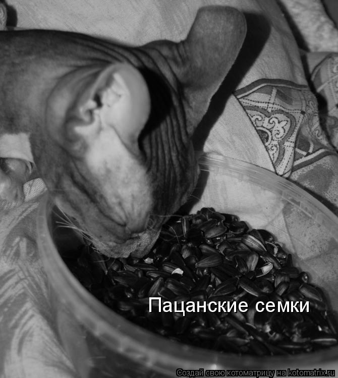 Пацанские семки... Котоматрица: Пацанские семки