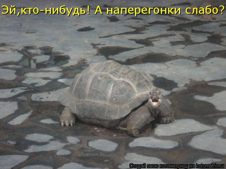 Эй,кто-нибудь! А наперегонки слабо?!... Котоматрица: Эй,кто-нибудь! А наперегонки слабо?!
