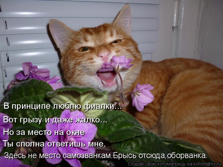В принципе люблю фиалки... Вот грызу и даже жалко... Но за место на окне Ты сполна ответишь мне. Здес... Котоматрица: В принципе люблю фиалки... Вот грызу и даже жалко... Но за место на окне Ты сполна ответишь мне. Здесь не место самозванкам.Брысь отсюда,оборва