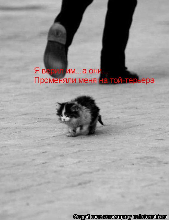 Я верил им...а они... Променяли меня на той-терьера... Котоматрица: Я верил им...а они... Променяли меня на той-терьера