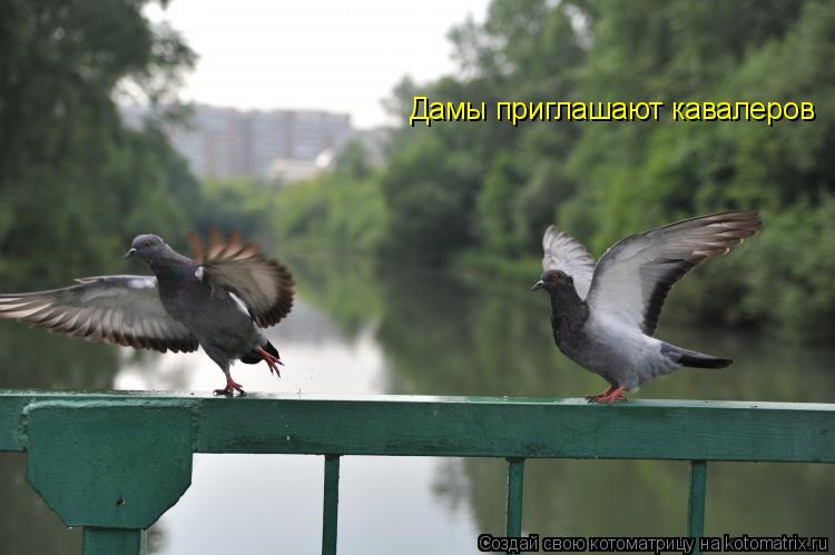 Дамы приглашают кавалеров... Котоматрица: Дамы приглашают кавалеров