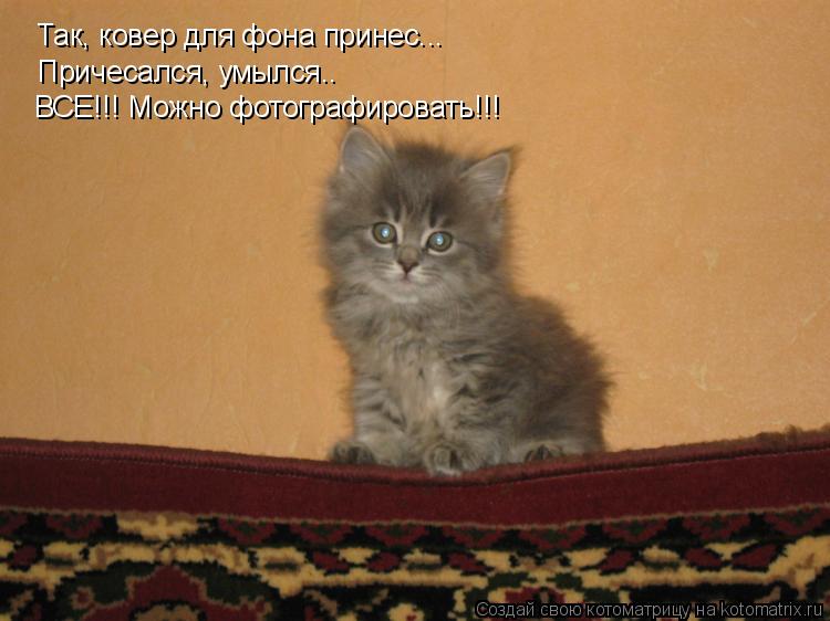 Так, ковер для фона принес... Причесался, умылся.. ВСЕ!!! Можно фотографировать!!!... Котоматрица: Так, ковер для фона принес... Причесался, умылся.. ВСЕ!!! Можно фотографировать!!!