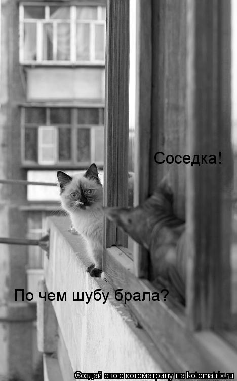 По чем шубу брала? Соседка!... Котоматрица: По чем шубу брала? Соседка!