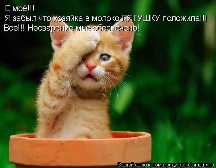Е моё!!! Я забыл что хозяйка в молоко ЛЯГУШКУ положила!!! Все!!! Несварение мне обеспечено!... Котоматрица: Е моё!!! Я забыл что хозяйка в молоко ЛЯГУШКУ положила!!! Все!!! Несварение мне обеспечено!