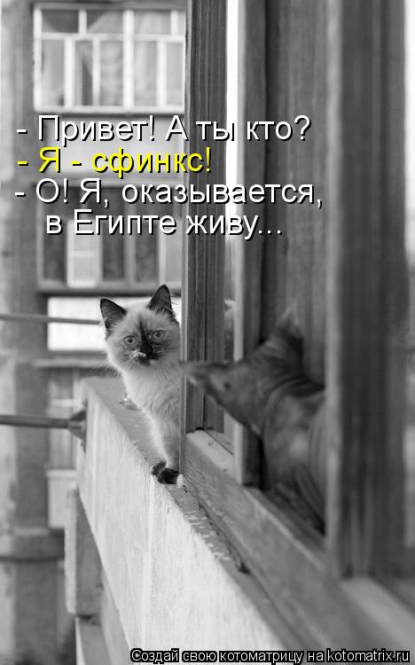 Котоматрица: - Привет! А ты кто? - Я - сфинкс! - О! Я, оказывается,  в Египте живу...