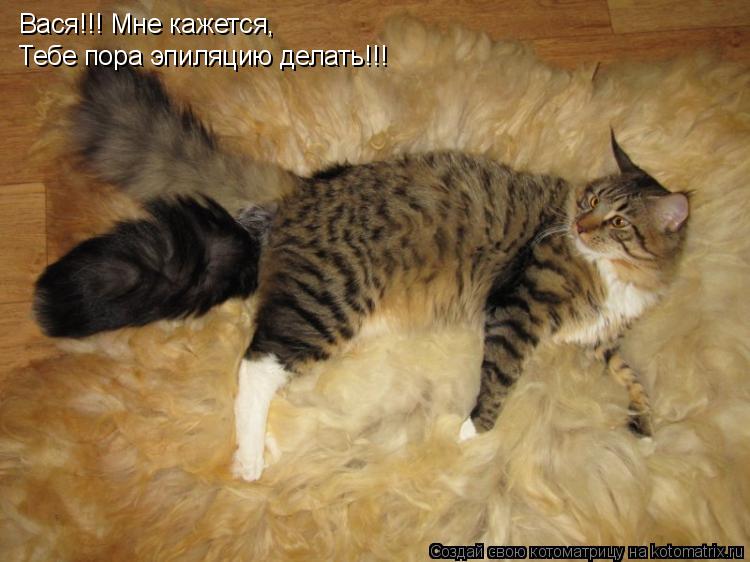 Вася!!! Мне кажется, Тебе пора эпиляцию делать!!!... Котоматрица: Вася!!! Мне кажется, Тебе пора эпиляцию делать!!!
