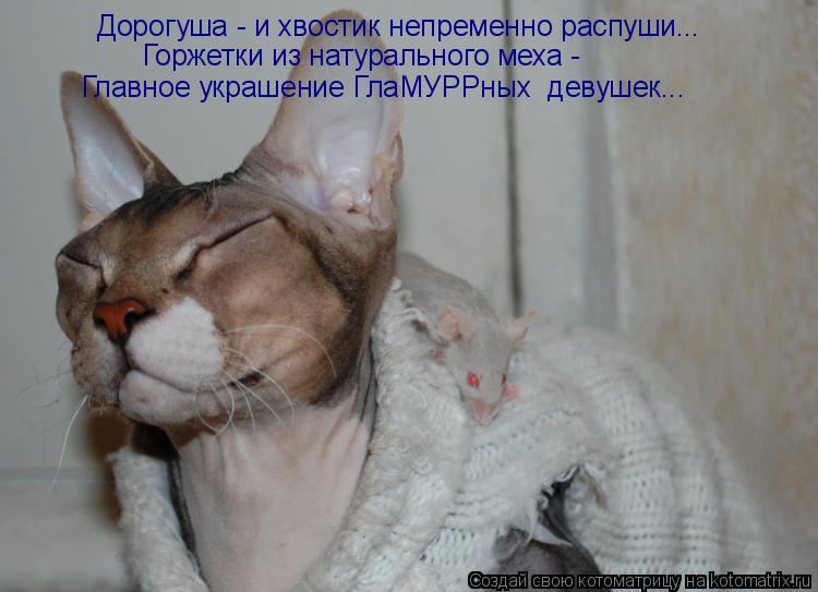 Дорогуша - и хвостик непременно распуши... Горжетки из натурального меха - Главное украшение ГлаМУРР... Котоматрица: Дорогуша - и хвостик непременно распуши... Горжетки из натурального меха - Главное украшение ГлаМУРРных девушек...