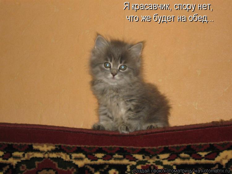 Котоматрица: Я красавчик, спору нет, что же будет на обед...