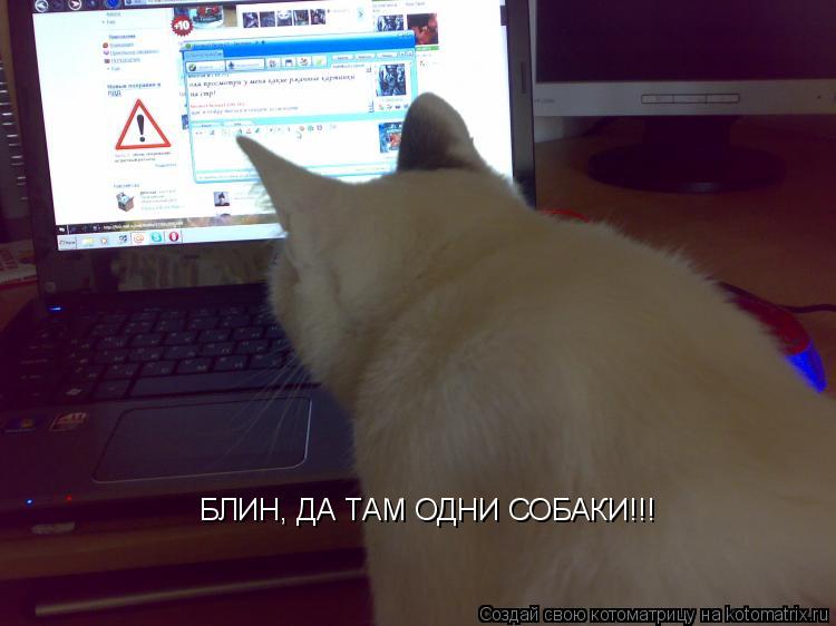 Котоматрица: БЛИН, ДА ТАМ ОДНИ СОБАКИ!!!