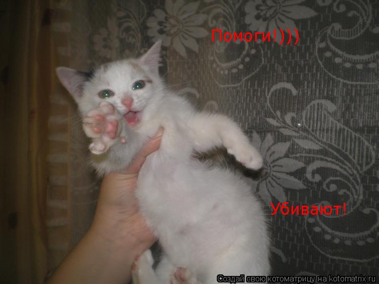 Котоматрица: Помоги!))) Убивают!