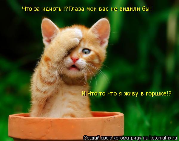 Что за идиоты!?Глаза мои вас не видили бы! И Что то что я живу в горшке!?... Котоматрица: Что за идиоты!?Глаза мои вас не видили бы! И Что то что я живу в горшке!?